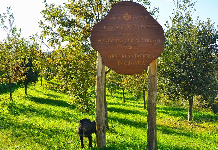 Truffle hunting, Trüffelsuche, Lov na tartufe Istra